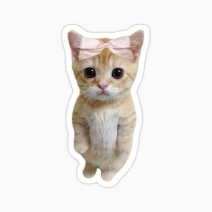 Kitten Sticker